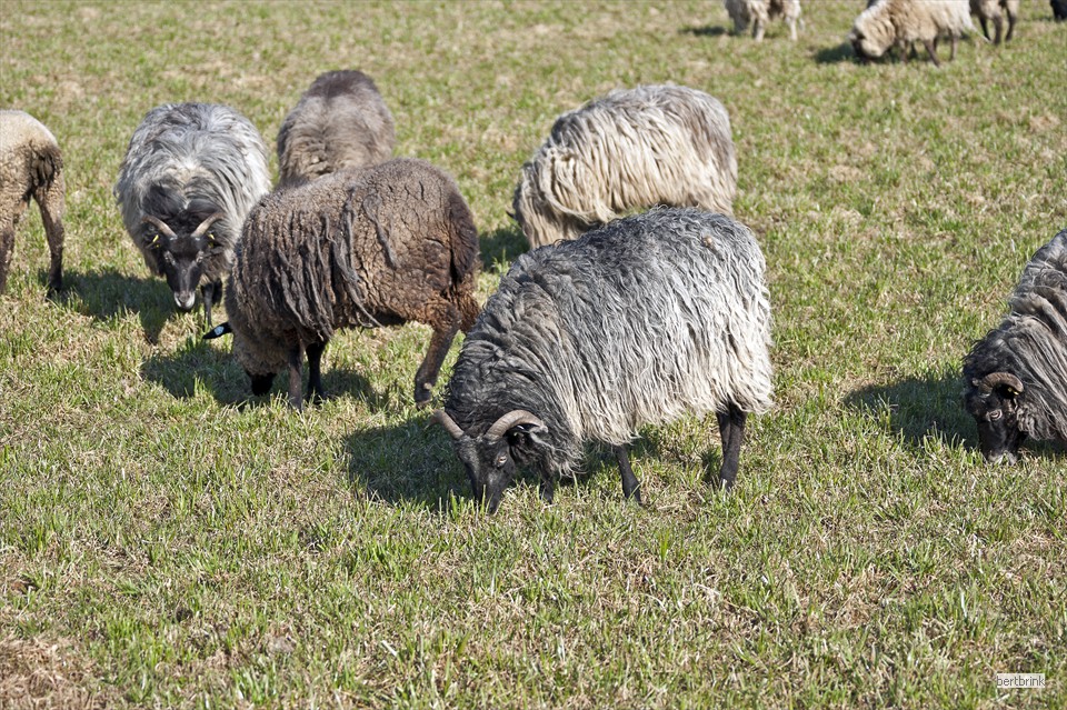Schafe der Familie Freytag auf einer Wiese bei Huckstorf