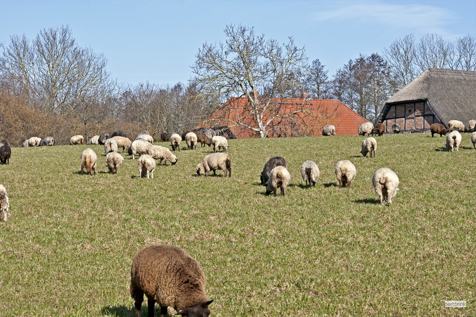 Schafe der Familie Freytag auf einer Wiese bei Huckstorf