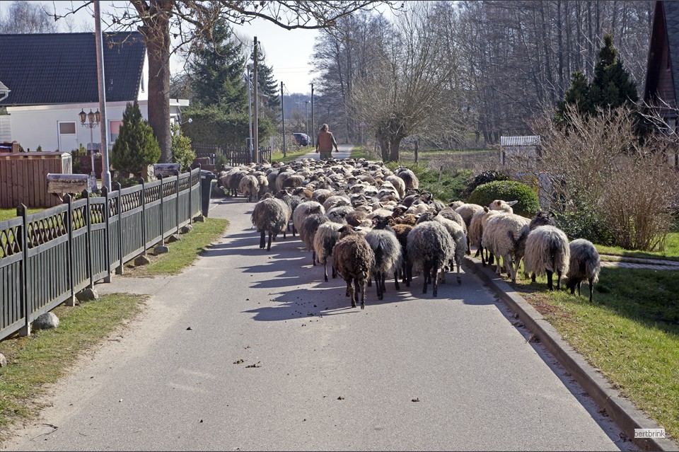 Die Herde muss auf der Dorfstraße durch Huckstorf getrieben werde