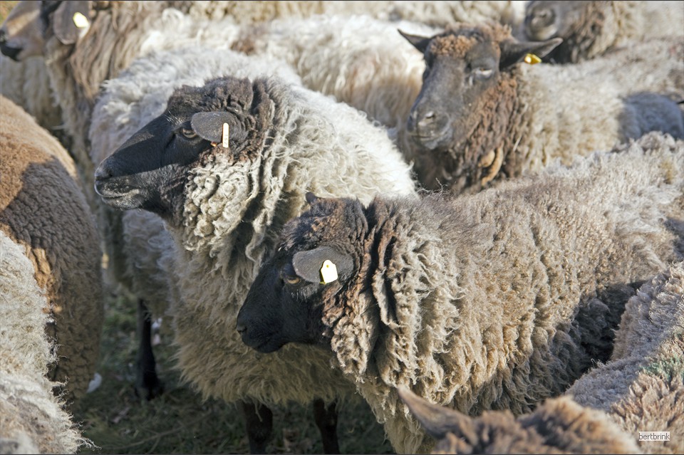In einem transportablen Schafgatter können die Tiere begutachtet, behandelt und sortiert werden