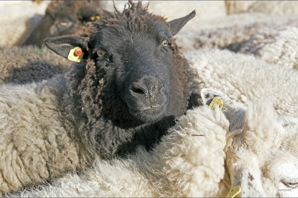 In einem transportablen Schafgatter können die Tiere begutachtet, behandelt und sortiert werden