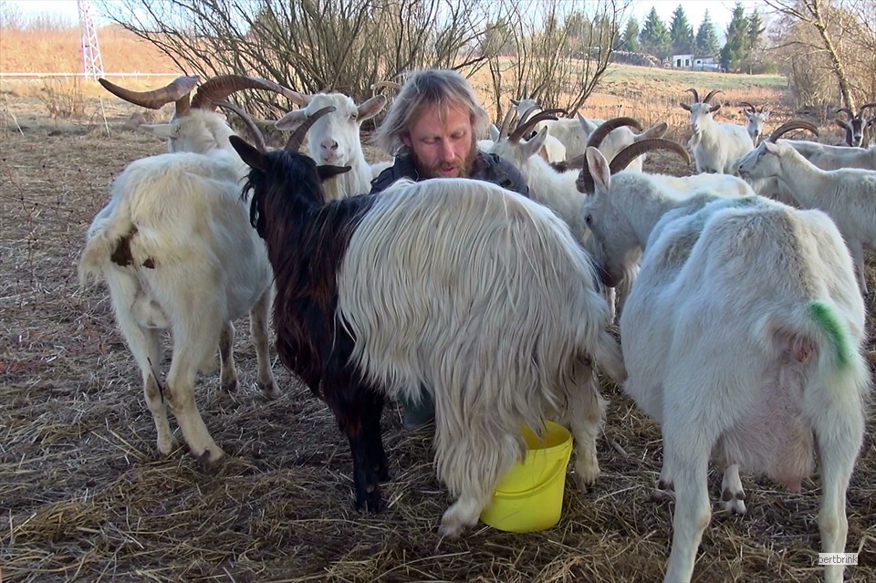 Auch Gunter Freytag geben die Ziegen von ihrer Milch ab
