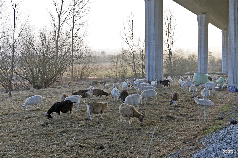 Ein Teil der Ziegen der Schäferei Freytag im Winterquartier bei Pölchow